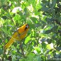 Bullock's Oriole