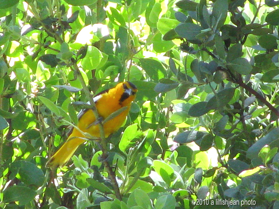 Spotting Image 1