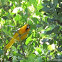Bullock's Oriole