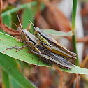 Grasshopper