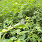 Common Pierrot