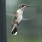 Ruby-Throated Hummingbird