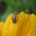 Heteroptera
