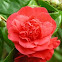 Red Camellia