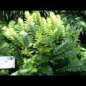 Cycad