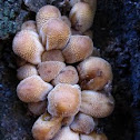 Coprinellus micaceus or similar