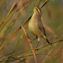 Tickell's Leaf Warbler