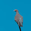 Paloma picazuro (Picazuro Pigeon)