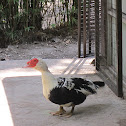 Muscovy Duck