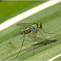 Long-legged Fly