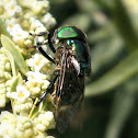 Hoverfly