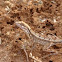 Fan-throated lizard 