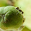 Golden-tailed Spiny Ant