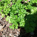 Parsley