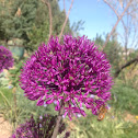 Bee