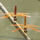 Dragonflies