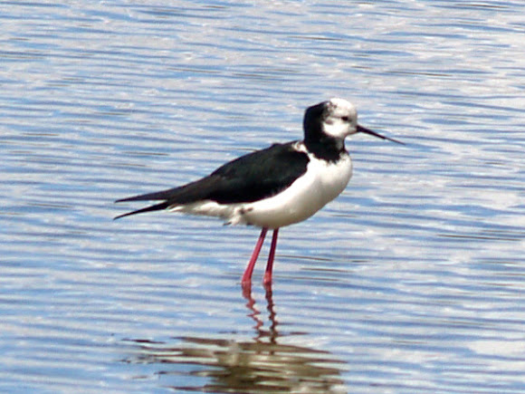 Spotting Image 1