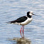 Pied Stilt