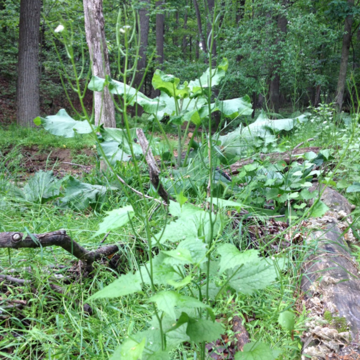 Garlic mustard