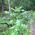 Garlic mustard
