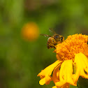 Abeja