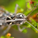 Grasshopper