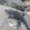 Marine Iguana