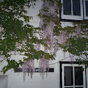 Wisteria
