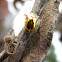 Golden Tortoise Beetle
