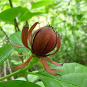 Carolina Allspice