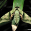 Lesser Pink-and-Green Hawkmoth