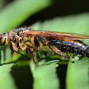 Giant Scoliid Wasp
