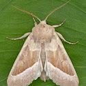 Pallid Rustic