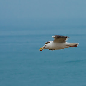 by Justin Kifer - Animals Birds