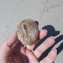 Groove Burrowing Urchin