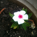 Vinca