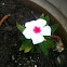 Vinca