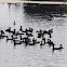 Eurasian Coot aka Common Coot