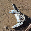 Crayfish shed shell