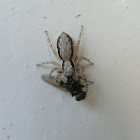 Gray wall Jumper(Female)