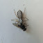 Gray wall Jumper(Female)