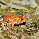 American Toad