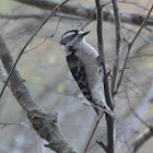 Downy Woodpecker