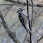 Downy Woodpecker
