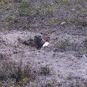 Florida Burrowing Owl