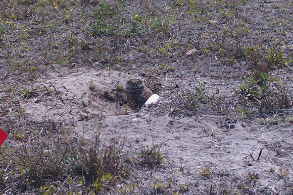 Spotting Image 1