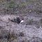 Florida Burrowing Owl
