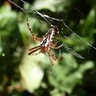 Enamel Spider -female