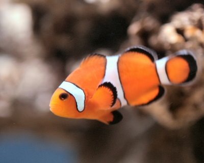 [clownfish[2].jpg]