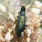 Escarabajo Psilothrix viridicoerulea